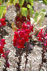 Aromas Red Spice Snapdragon (Antirrhinum majus 'Aromas Red Spice') at A Very Successful Garden Center