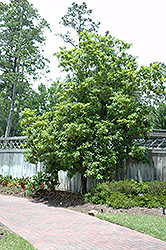 Mexican Summersweet (Clethra pringlei) at A Very Successful Garden Center