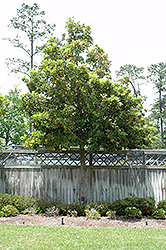 Tabu No Ki Tree (Persea thunbergii 'Tabu No Ki') at Lakeshore Garden Centres