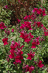 Solstice Burgundy Snapdragon (Antirrhinum majus 'Solstice Burgundy') at A Very Successful Garden Center