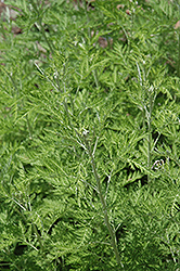 African Wormwood (Artemisia afra) at Stonegate Gardens