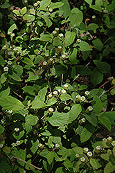 Aztec Sweet Herb (Phyla dulcis) at Stonegate Gardens