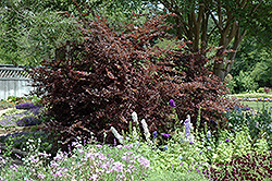 Plum Delight Chinese Fringeflower (Loropetalum chinense 'Plum Delight') at A Very Successful Garden Center
