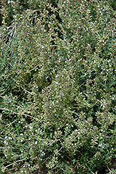Hi Ho Silver Thyme (Thymus argenteus 'Hi Ho Silver') at Stonegate Gardens