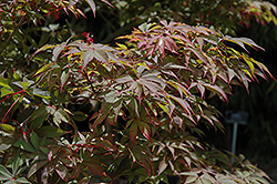 Bonnie Bergman Japanese Maple (Acer palmatum 'Bonnie Bergman') at A Very Successful Garden Center