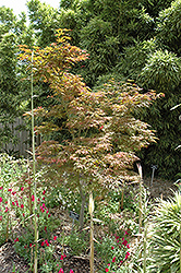 Bonnie Bergman Japanese Maple (Acer palmatum 'Bonnie Bergman') at A Very Successful Garden Center