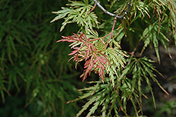 Pink Lace Japanese Maple (Acer palmatum 'Pink Lace') at A Very Successful Garden Center