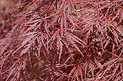 Dissectum Nigrum Cutleaf Japanese Maple (Acer palmatum 'Dissectum Nigrum') at A Very Successful Garden Center