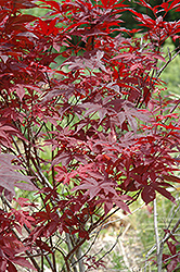 Ed's Red Japanese Maple (Acer palmatum 'Ed's Red') at A Very Successful Garden Center