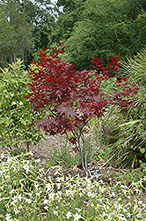 Ed's Red Japanese Maple (Acer palmatum 'Ed's Red') at A Very Successful Garden Center