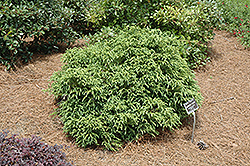 Compacta Japanese Cedar (Cryptomeria japonica 'Compacta') at A Very Successful Garden Center