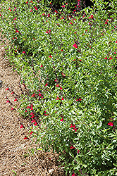 Furman's Red Texas Sage (Salvia greggii 'Furman's Red') at Stonegate Gardens