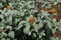 Wooly Butterfly Bush (Buddleia marrubiifolia) at Lakeshore Garden Centres