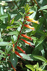 Firecracker Plant (Cuphea ignea) at A Very Successful Garden Center