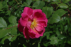 Basye's Blueberry Rose (Rosa 'Basye's Blueberry') at Lakeshore Garden Centres