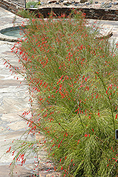 Firecracker Plant (Russelia equisetiformis) at A Very Successful Garden Center