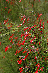 Firecracker Plant (Russelia equisetiformis) at A Very Successful Garden Center