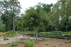 Texas Ebony (Ebenopsis ebano) at A Very Successful Garden Center
