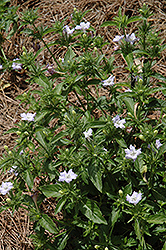 Carolina Petunia (Ruellia caroliniensis) at Lakeshore Garden Centres