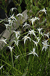 Star Rush (Rhynchospora colorata) at Stonegate Gardens
