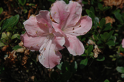 Watchet Azalea (Rhododendron 'Watchet') at Stonegate Gardens