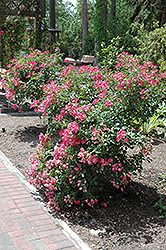 Miracle Sensation Rose (Rosa 'Miracle Sensation') at Lakeshore Garden Centres