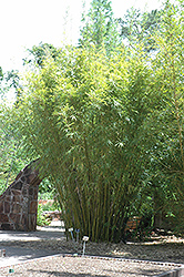Rockledge Bamboo (Bambusa textilis 'RG Dwarf') at A Very Successful Garden Center