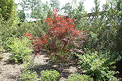 Inazuma Japanese Maple (Acer palmatum 'Inazuma') at A Very Successful Garden Center