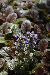 Purple Brocade Bugleweed (Ajuga reptans 'Purple Brocade') at A Very Successful Garden Center