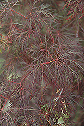 Red Feathers Japanese Maple (Acer palmatum 'Red Feathers') at Stonegate Gardens