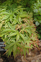 Sharp's Pygmy Japanese Maple (Acer palmatum 'Sharp's Pygmy') at A Very Successful Garden Center