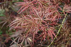 Mioun Japanese Maple (Acer palmatum 'Mioun') at Lakeshore Garden Centres