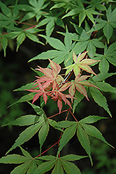 Iijima Sunago Japanese Maple (Acer palmatum 'Iijima Sunago') at A Very Successful Garden Center