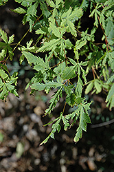 Wabito Japanese Maple (Acer palmatum 'Wabito') at Stonegate Gardens