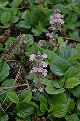 Pink Spire Bugleweed (Ajuga genevensis 'Pink Spire') at A Very Successful Garden Center
