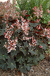 Joe Hayden Begonia (Begonia 'Joe Hayden') at A Very Successful Garden Center