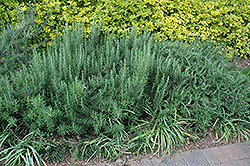 Gorizia Rosemary (Rosmarinus officinalis 'Gorizia') at Stonegate Gardens
