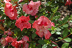 Joan Garrett Azalea (Rhododendron 'Joan Garrett') at Lakeshore Garden Centres