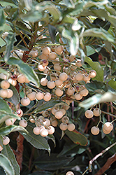 White Coral Berry (Ardisia crenata 'Alba') at A Very Successful Garden Center