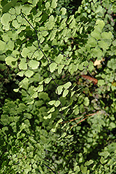 Southern Maidenhair Fern (Adiantum capillus-veneris) at Stonegate Gardens