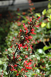 Broadleaf Firecracker Plant (Russelia sarmentosa) at A Very Successful Garden Center