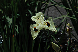 Bicolor African Iris (Moraea bicolor) at A Very Successful Garden Center
