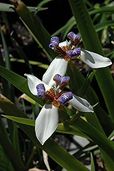 Walking Iris (Neomarica gracilis) at Lakeshore Garden Centres
