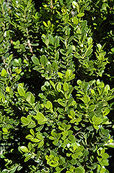 Baby Gem Boxwood (Buxus microphylla 'Gregem') at Lakeshore Garden Centres