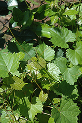 Scuppernong Muscadine Grape (Vitis rotundifolia 'Scuppernong') at A Very Successful Garden Center