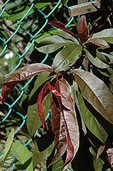 Spicezee Nectaplum (Prunus 'Spicezee') at A Very Successful Garden Center