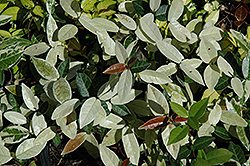 Winter Beauty Asian Jasmine (Trachelospermum asiaticum 'Winter Beauty') at Lakeshore Garden Centres