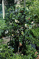 Gardenia (tree form) (Gardenia jasminoides '(tree form)') at Lakeshore Garden Centres