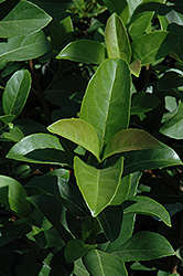 Sandanqua Viburnum (Viburnum suspensum) at Lakeshore Garden Centres