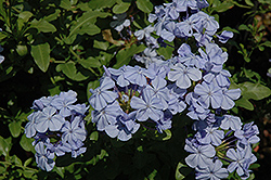 Dark Blue Plumbago (Plumbago auriculata 'Dark Blue') at A Very Successful Garden Center